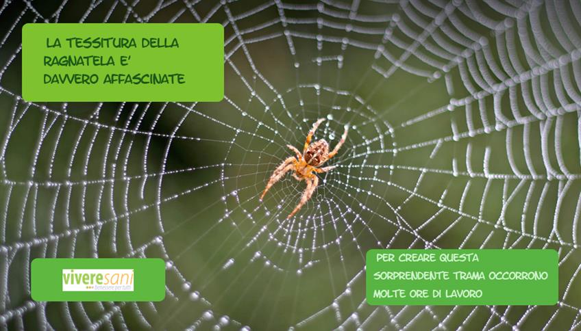 I ragni, abili tessitori I ragni, abili tessitori